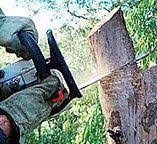Best Tree Health Inspection  in Belle Isle, FL